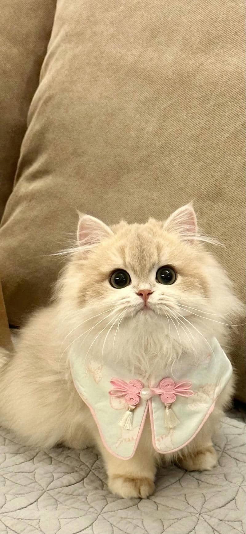 hình nền mèo (8)