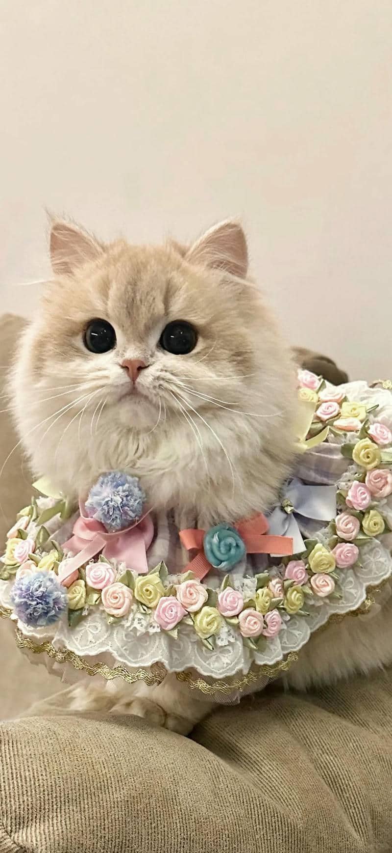 hình nền mèo (9)