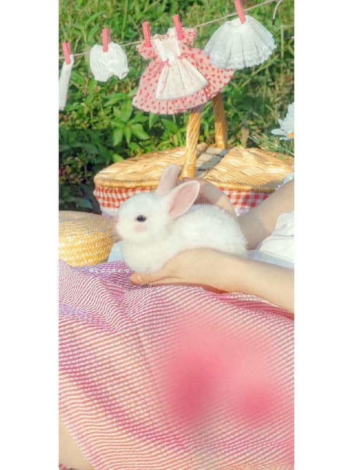 hình nền thỏ (24)