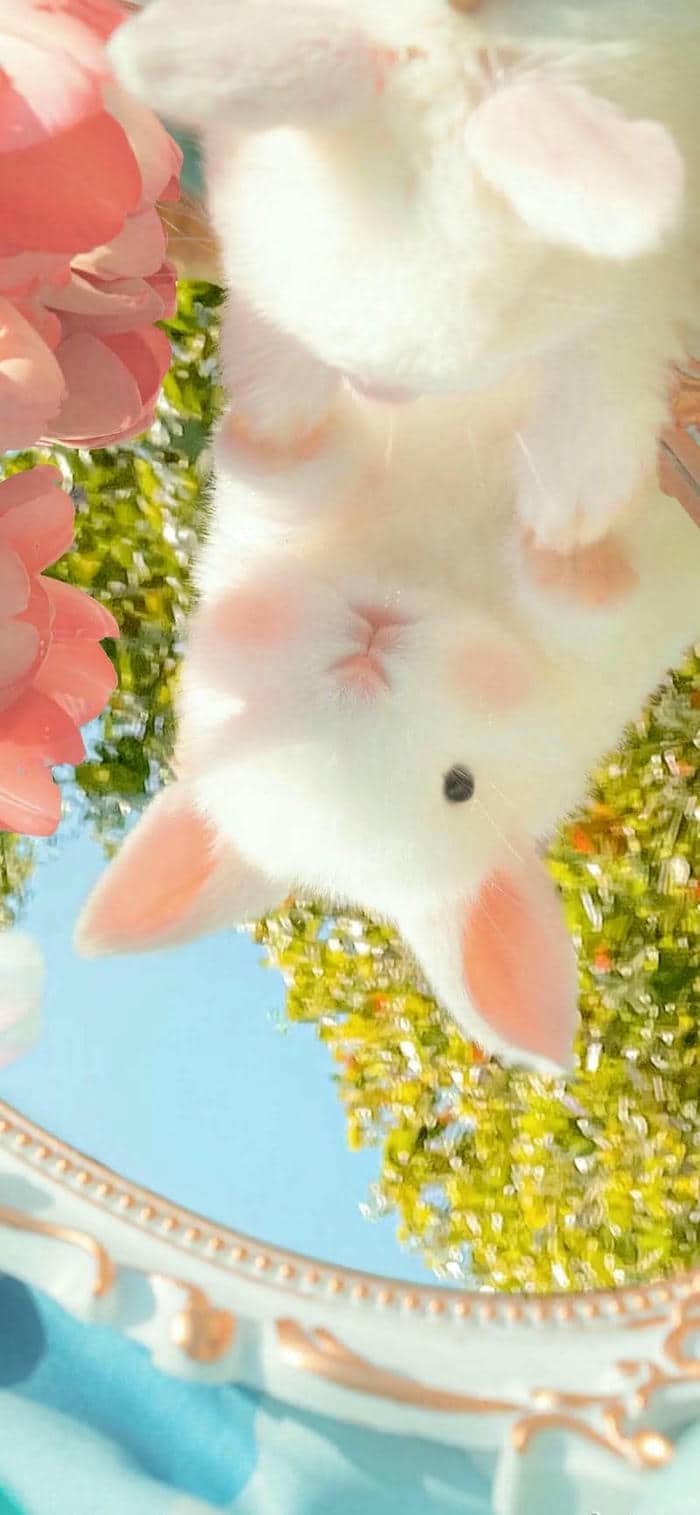 hình nền thỏ (30)