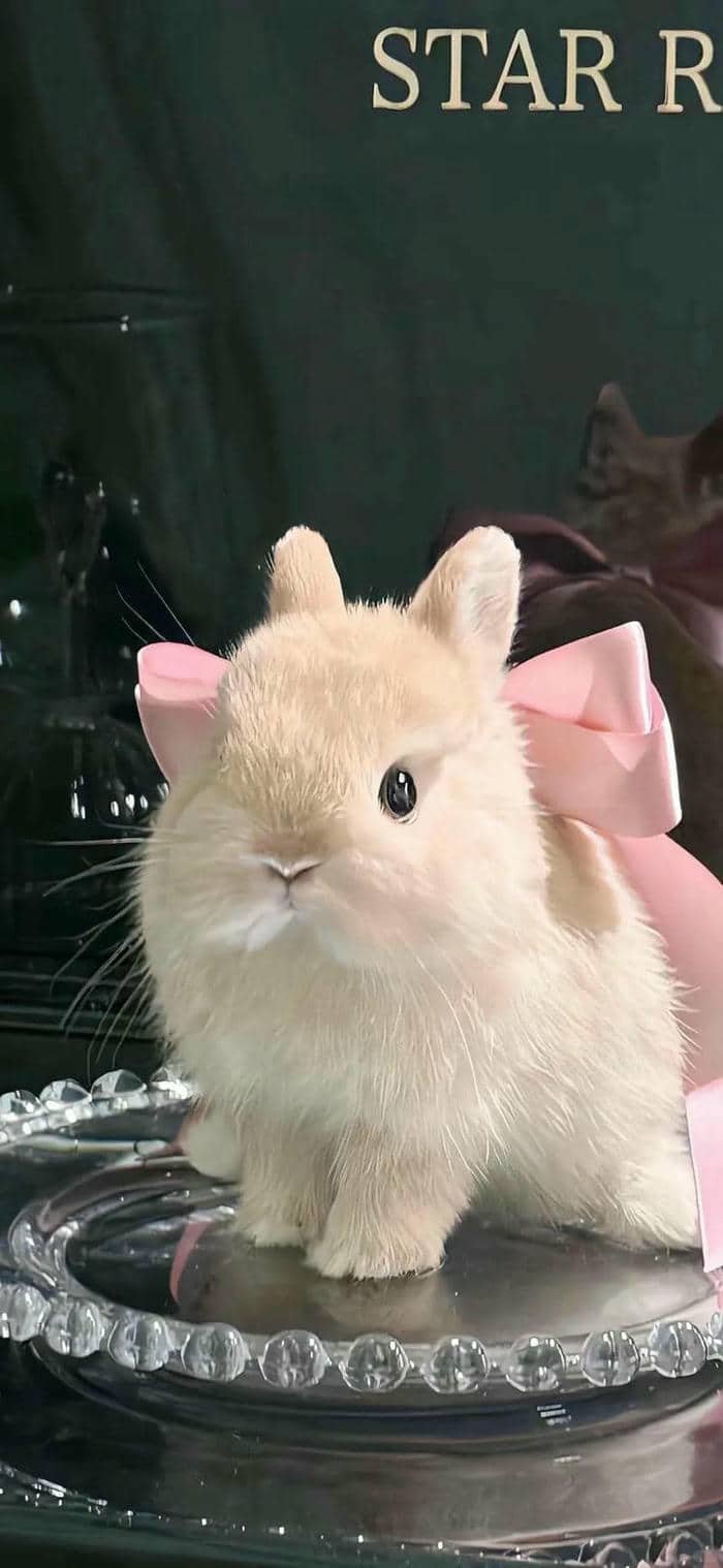 hình nền thỏ (31)