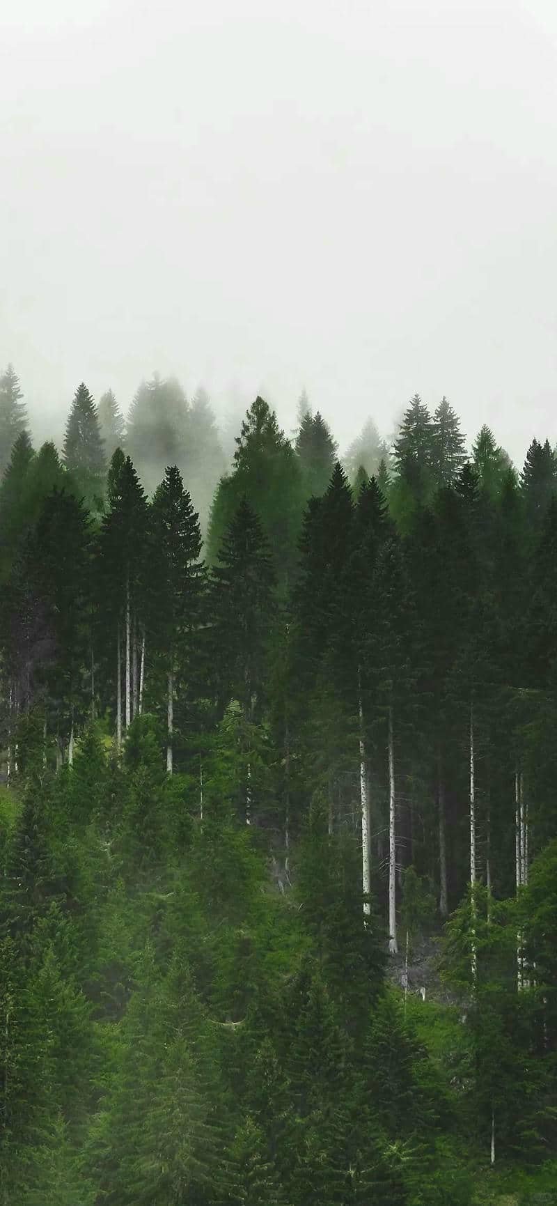 Thumbnail Tổng hợp 77+ hình nền cây xanh đẹp, tươi mát và thư giãn